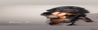 Cocker Spaniel 2