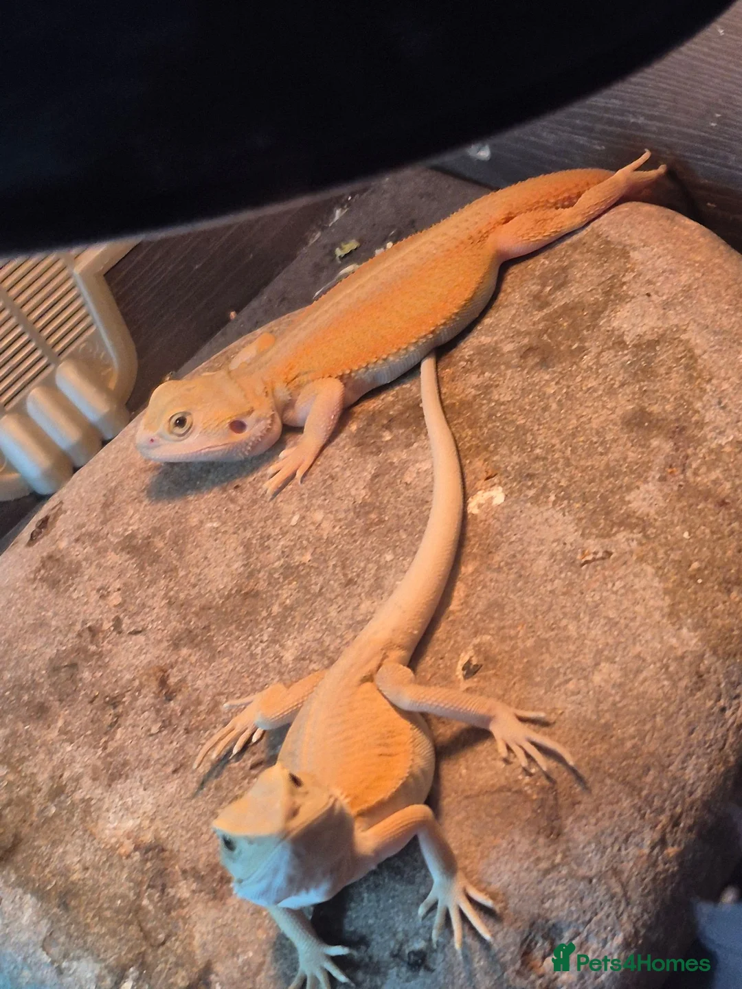 Bearded Dragon reptiles for sale: Baby bearded dragons  - Advert 2