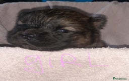 Chow Chow dogs for sale:  KC registered Chow Chow puppies for sale.🤗 - Image 29