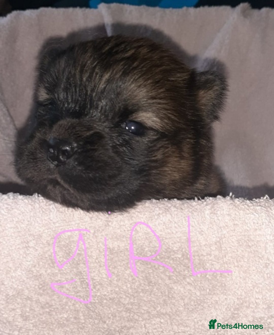 Chow Chow dogs for sale:  KC registered Chow Chow puppies for sale.🤗 - Image 29
