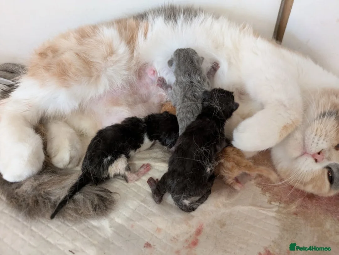 British Shorthair cats for sale: Gorgeous Torti British Shorthair  - Advert 2