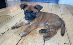 Belgian Shepherd Dog dogs for sale: KC registered Male Belgian Malinois pup  in Leeds - Image 3