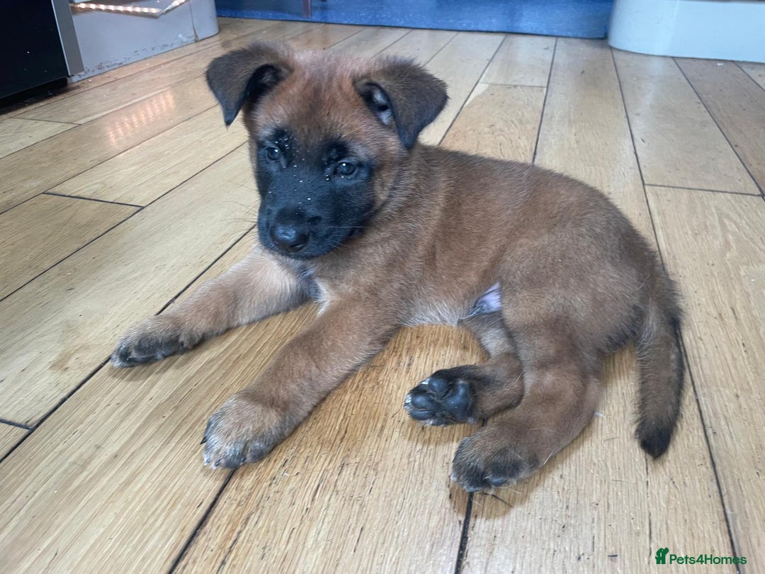 Belgian Shepherd Dog dogs for sale: KC registered Male Belgian Malinois pup  in Leeds - Image 3