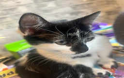 Mixed Breed cats for sale: 1 female left-Gorgeous Bengal X British Shorthair  - Advert 4