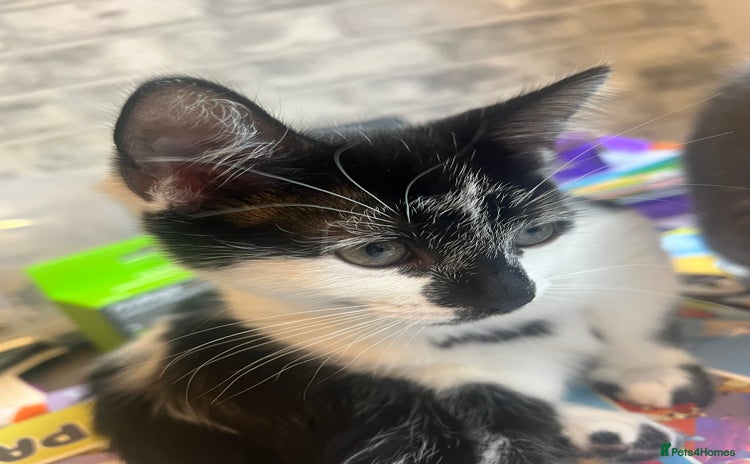 Mixed Breed cats - Advert 10