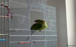 Ringnecks birds for sale: Green ringneck parrot - Advert 2