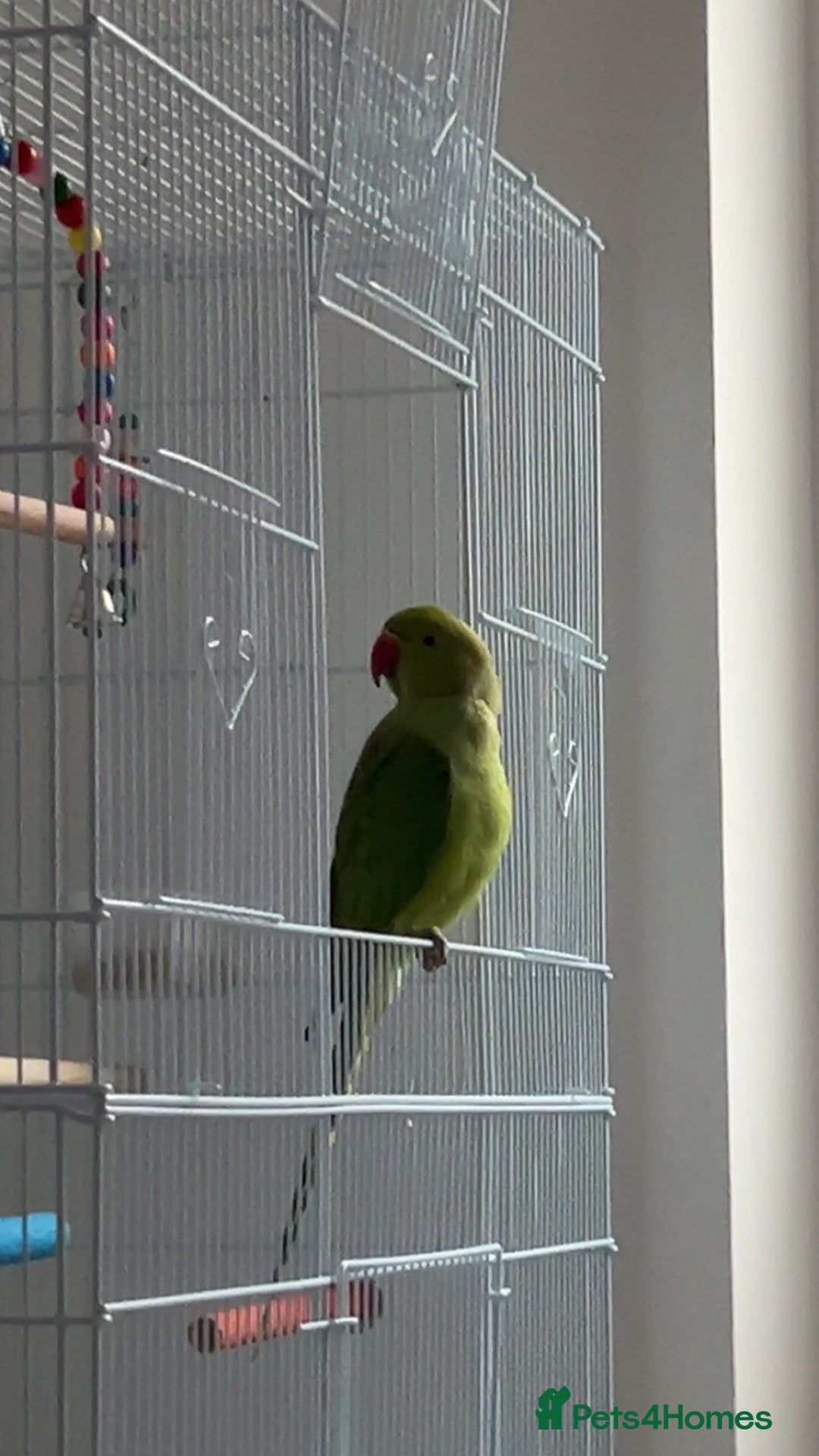 Ringnecks birds for sale: Green ringneck parrot - Advert 2