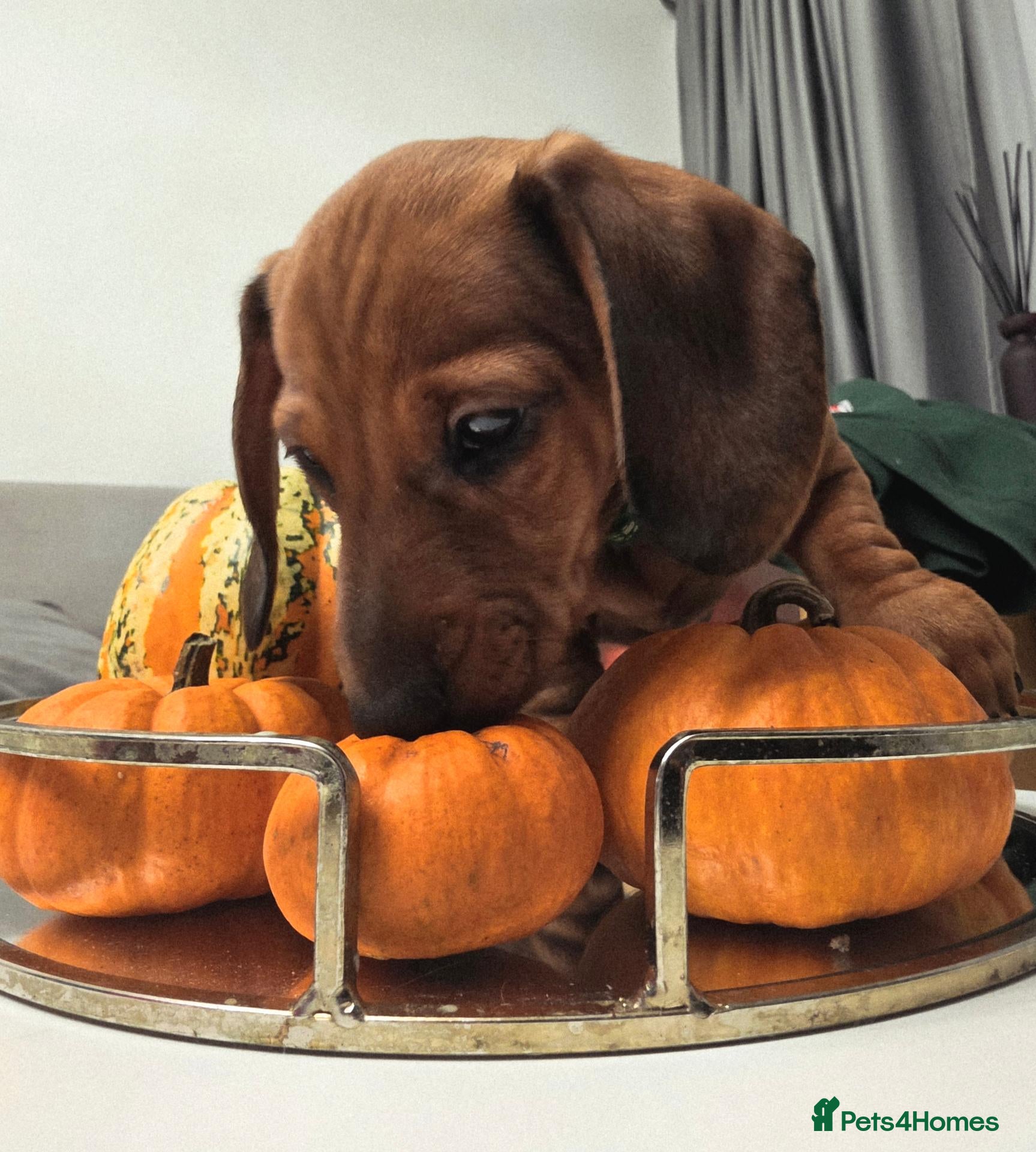 Miniature Dachshund dogs for sale: BEAUTIFUL MINIATURE DACHSHUND  - Advert 3
