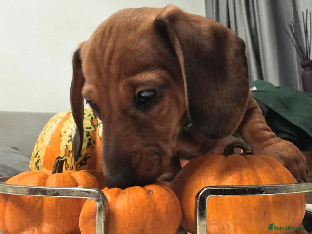 Miniature Dachshund dogs for sale: BEAUTIFUL MINIATURE DACHSHUND - Advert 3