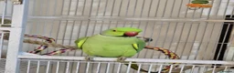 Parakeets birds for sale: Beautiful funny Indian Ringneck loves to sing, fly - Advert 3