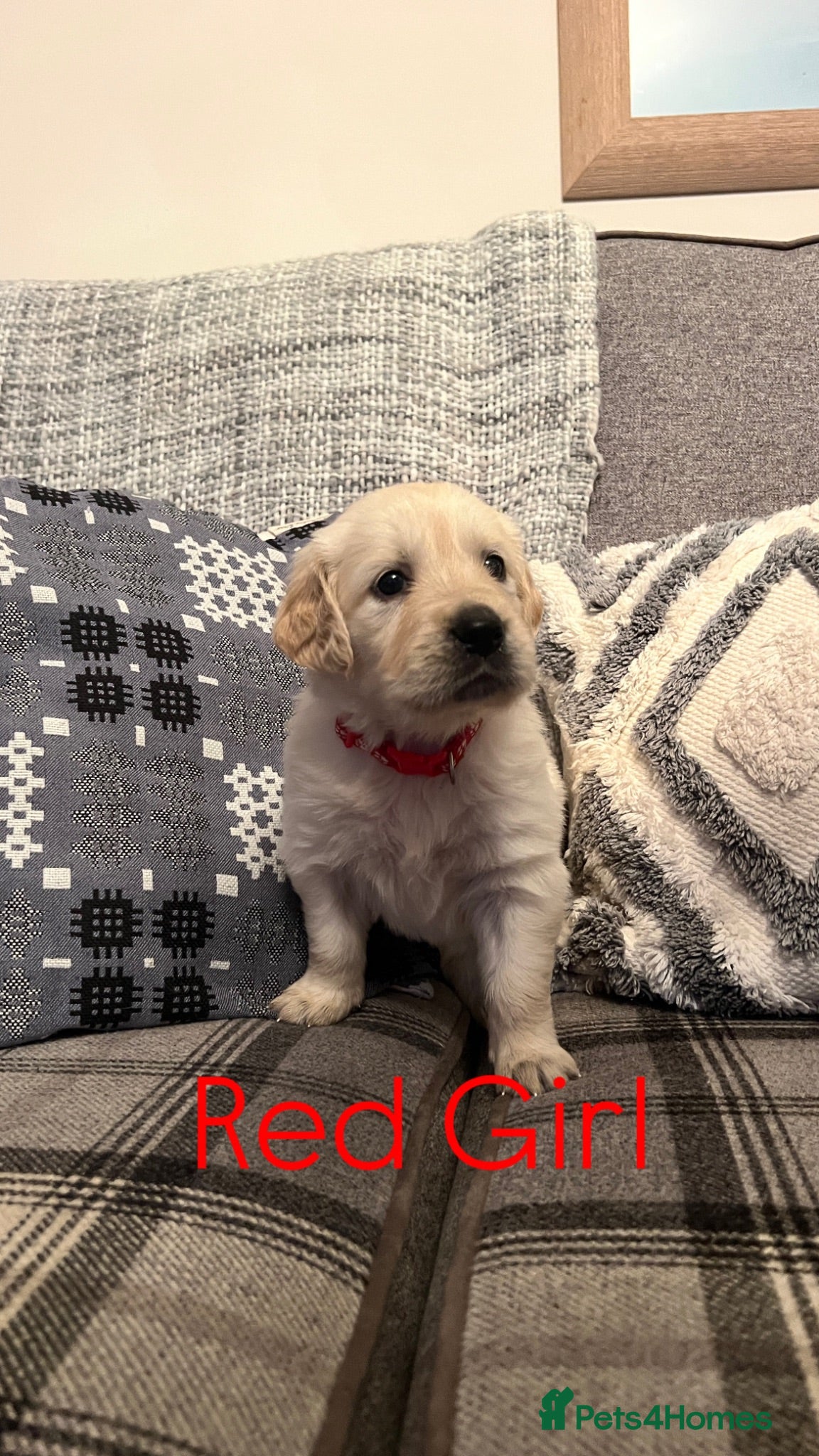 Golden Retriever dogs Golden Retrievers Seeking Forever Homes - Advert 2