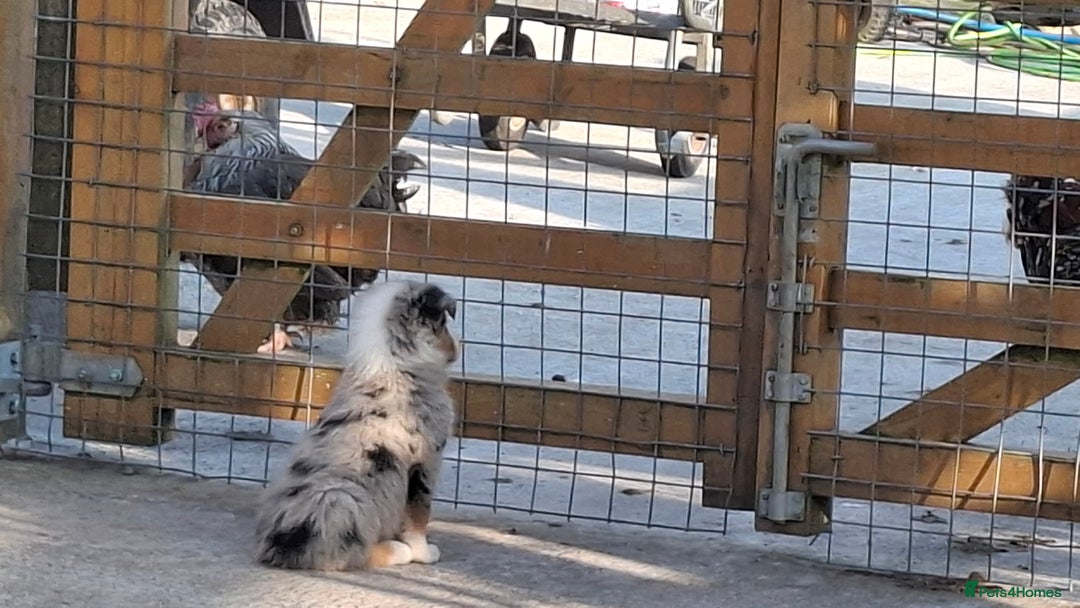 Border Collie dogs for sale: Border Collie sheepdog pups  - Image 3