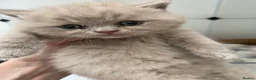 British Shorthair cats for sale: Gccf reg health tested British kittens  - Advert 10