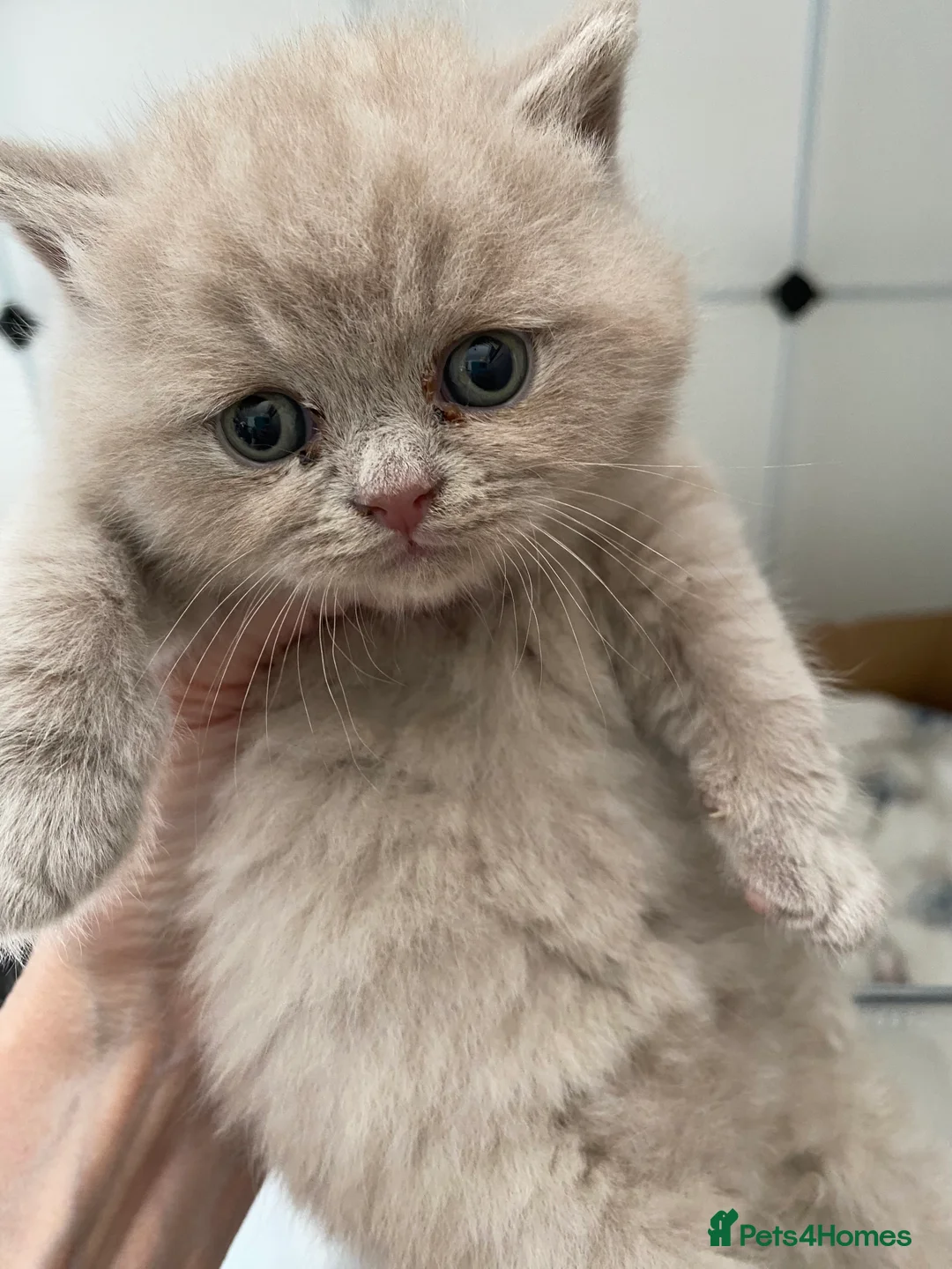 British Shorthair cats for sale: Gccf reg health tested British kittens  - Advert 10