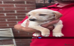 Mixed Breed dogs for sale: Beautiful Sprizla Puppies  - Image 2