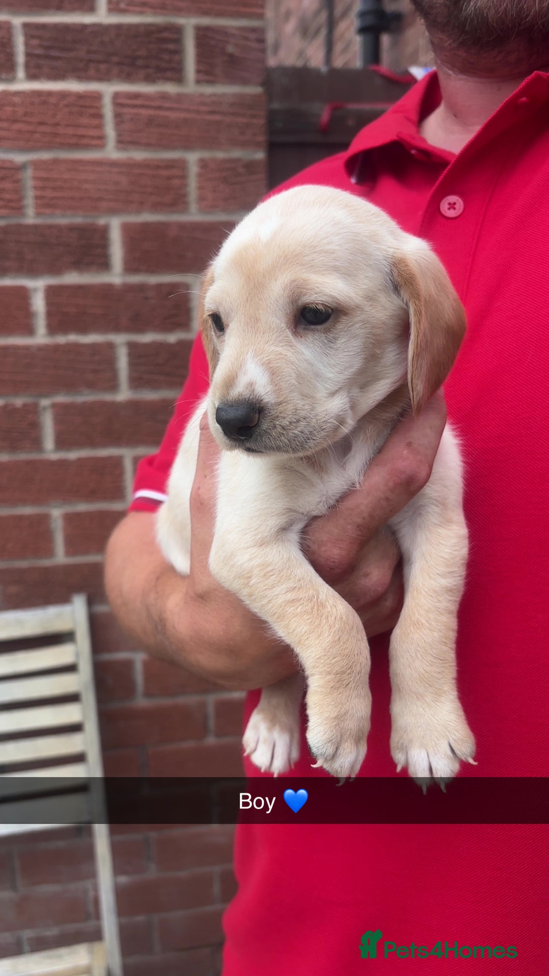 Mixed Breed dogs for sale: Beautiful Sprizla Puppies  - Image 2