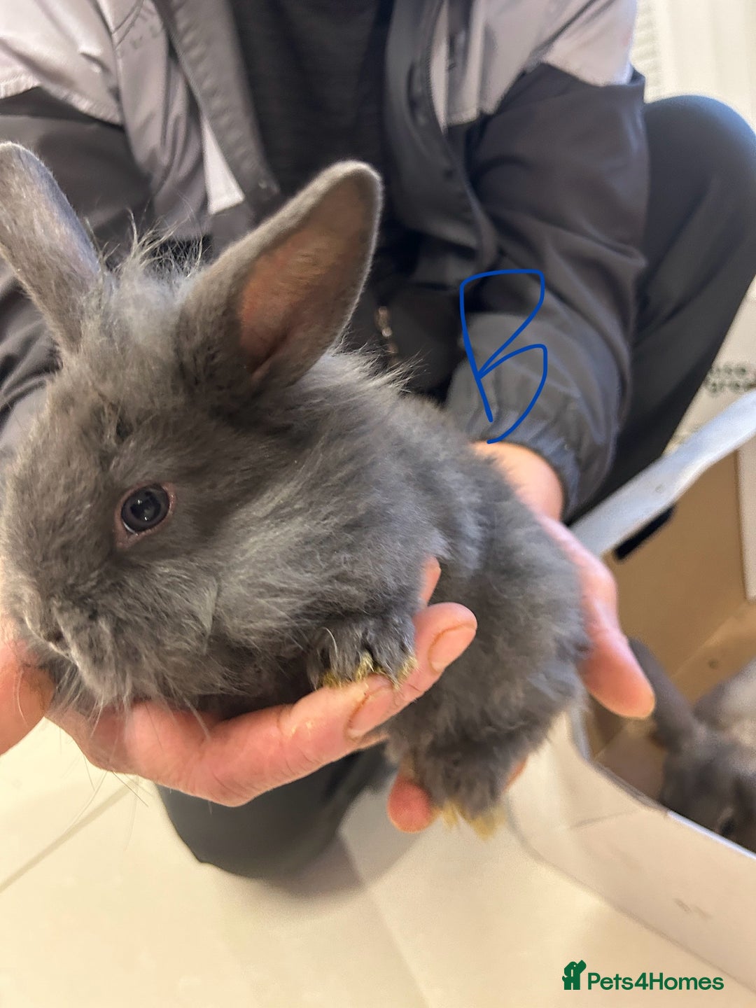 Lionhead rabbits for sale: Lionhead x lop ear - Image 5