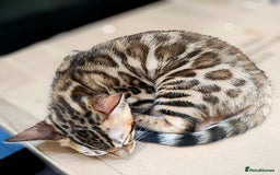 Bengal cats for sale: 🔥The Cutest Bengals in the UK? Come See 😺 🐾 - Image 9