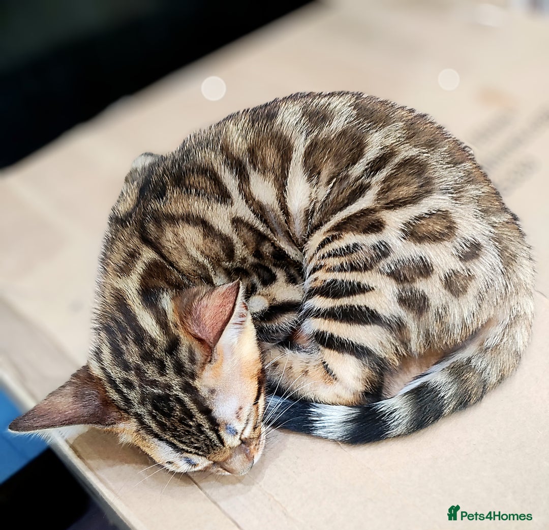 Bengal cats for sale: 🔥The Cutest Bengals in the UK? Come See 😺 🐾 - Image 9