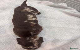 Miniature Dachshund dogs for sale: Mini Dachshund  - Image 3