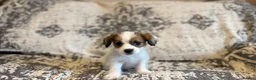 Jack Russell dogs for sale: Jack Russel puppies in Manchester - Advert 21