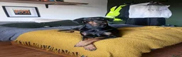 Dobermann dogs for sale: Doberman Puppies from Health Tested Parents - Advert 5