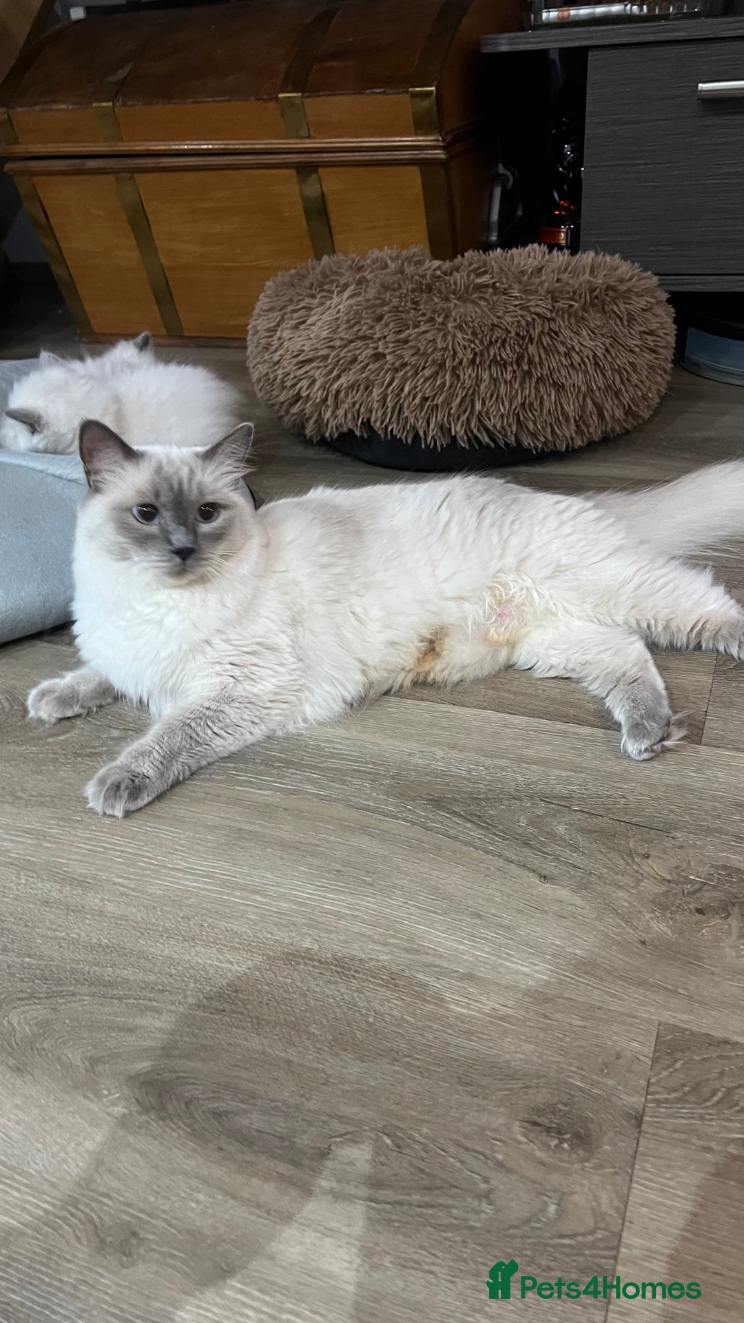 Ragdoll cats for sale: 3 Ragdoll kittens  - Advert 4