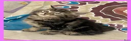 Mixed Breed cats for sale: Beautiful Kittens for sale. - Advert 4