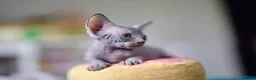 Sphynx cats for sale: Gorgeous silver Sphynx girl - Advert 18