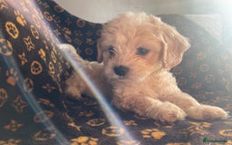 Mixed Breed dogs for sale: COTON DE TULEARS READY FOR THEIR FOREVER HOMES - Image 14