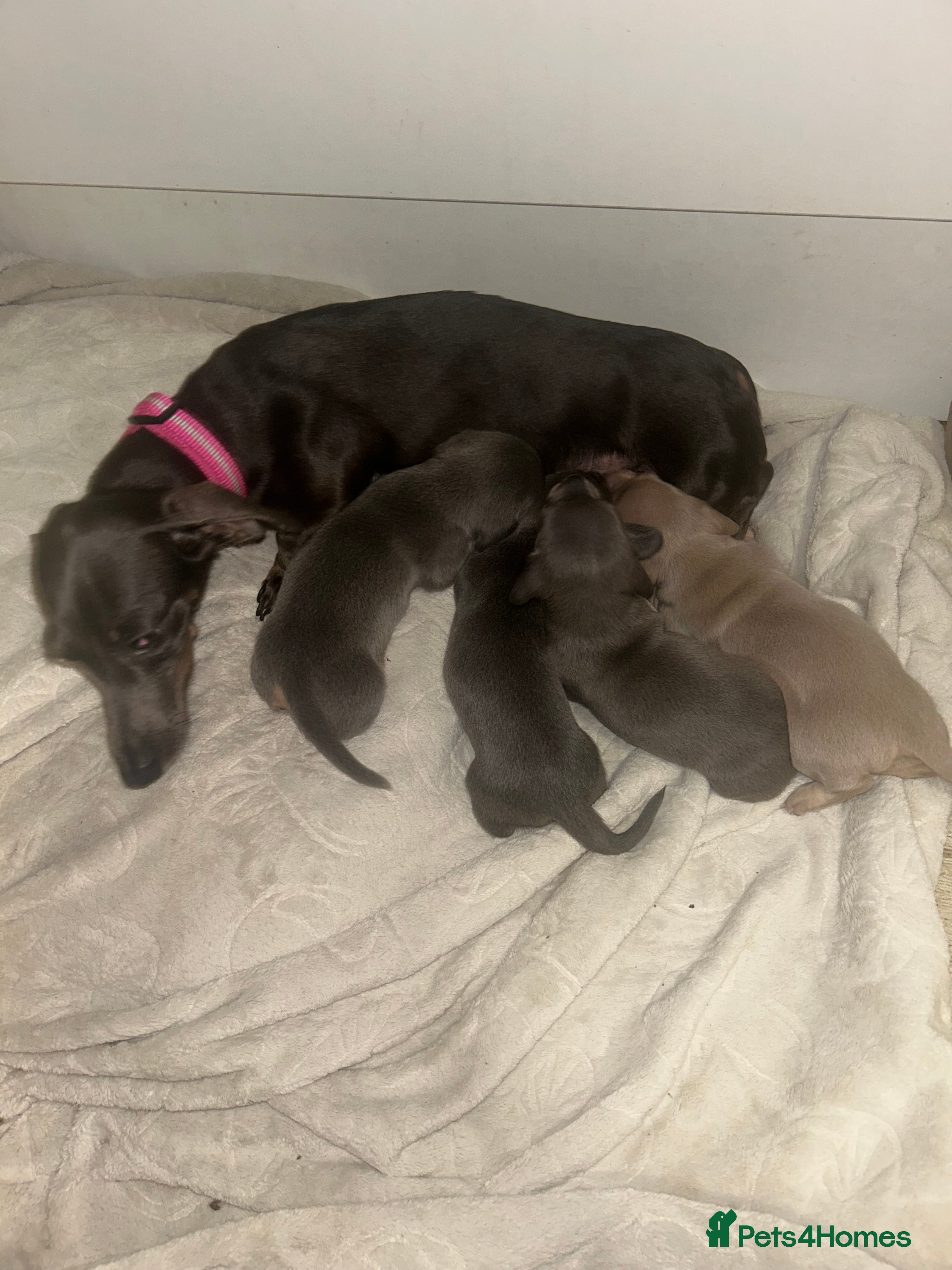 Miniature Dachshund dogs Miniature dachshund puppies  - Advert 14