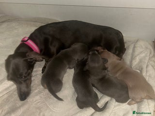 Miniature Dachshund dogs Miniature dachshund puppies - Advert 1