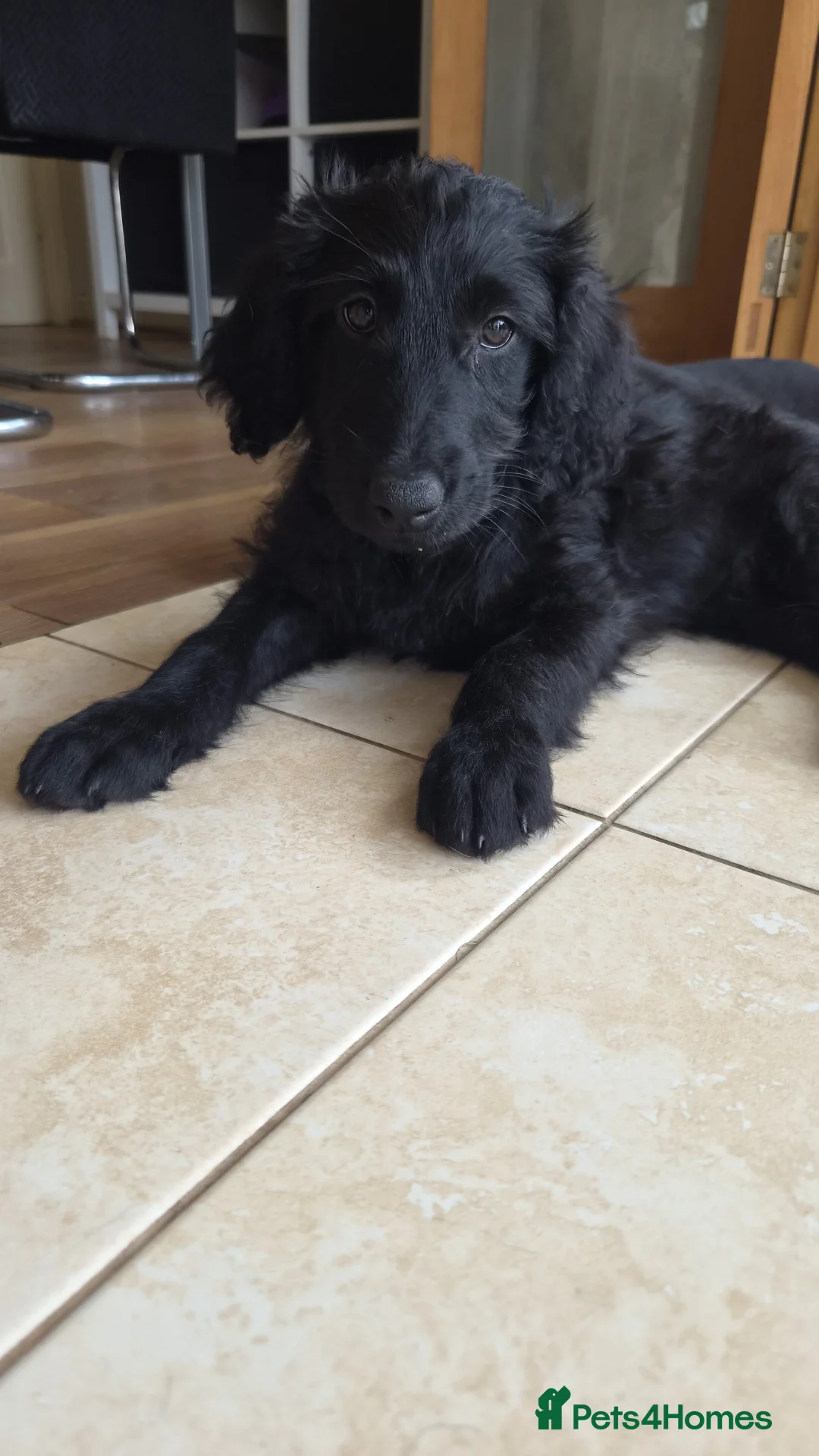 Labradoodle dogs for sale: REDUCED Double doodle pups for sale - Advert 2