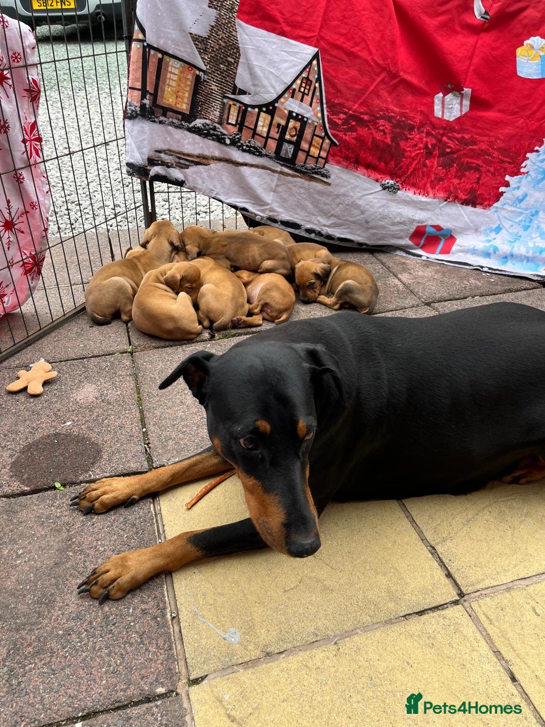 Mixed Breed dogs for sale: Doberman puppies for sale - Image 13