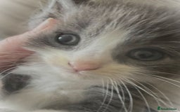 Mixed Breed cats for sale: Beautiful Litter of 4 kittens  - Image 5