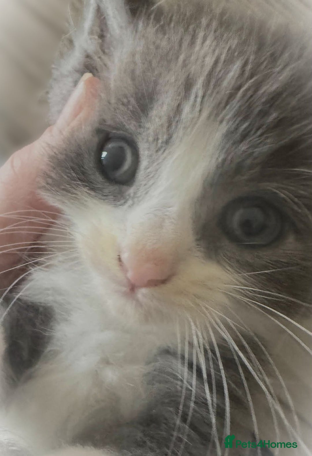 Mixed Breed cats for sale: Beautiful Litter of 4 kittens  - Image 5