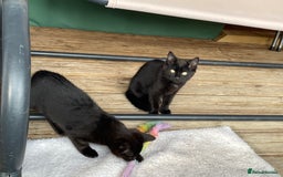 Mixed Breed cats for sale: Ready for forever homes NOW - Image 5