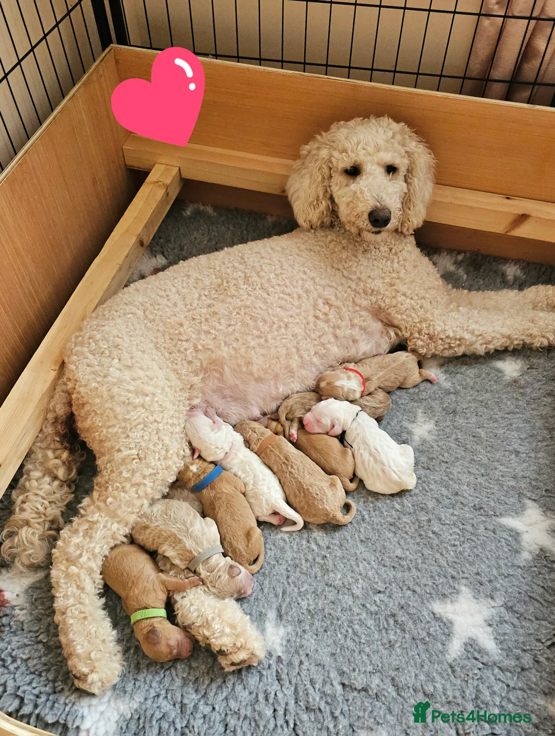 Australian Labradoodle dogs for sale: STUNNING LITTER OF AUSTRALIAN LABRADOODLES  - Advert 13