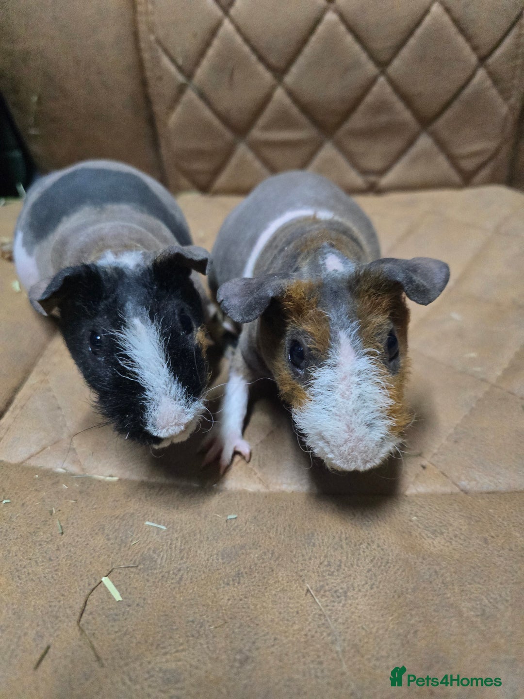 Guinea Pig rodents for sale: 2 bonded male skinny Werewolf guinea pigs 5 months - Advert 2