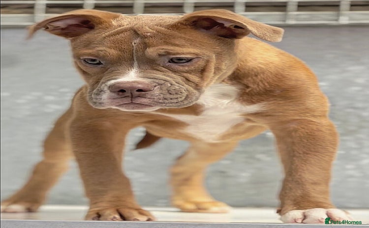 Olde English Bulldogge dogs - Advert 1