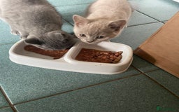 British Shorthair cats for sale: Beautiful British blue Kittens in Sheffield - Image 18