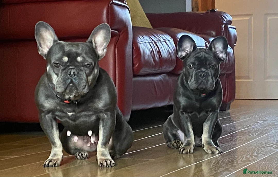 French Bulldog dogs for sale: Kc reg blue n tan female for sale  - Advert 1