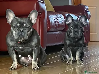 French Bulldog dogs Kc reg blue n tan female for sale - Advert 6