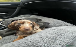 Dachshund dogs for sale: Needs rehoming ASAP - Image 3