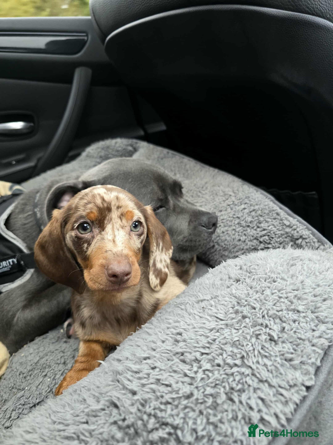 Dachshund dogs for sale: Needs rehoming ASAP - Image 3