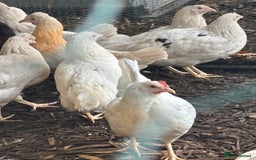Chickens poultry for sale: Pol hybrid dark, blue and olive egg layers  - Image 11