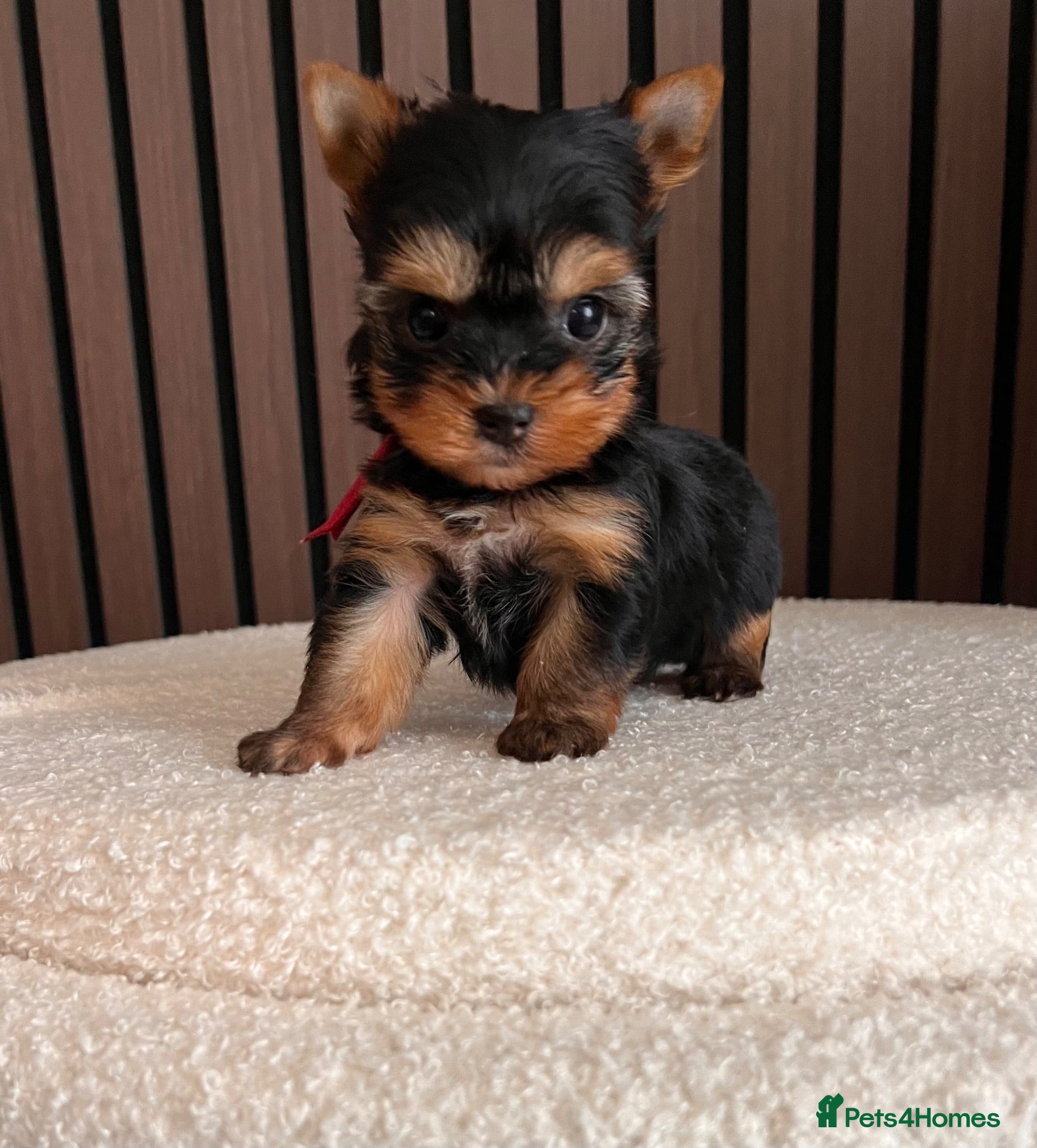 Yorkshire Terrier dogs ❣️ Beautiful Miniature Yorkshire Terrier Puppies❣️ - Advert 14