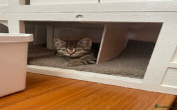 Brazilian Shorthair cats for sale: 3 British short hair x bengal kittens - Image 4