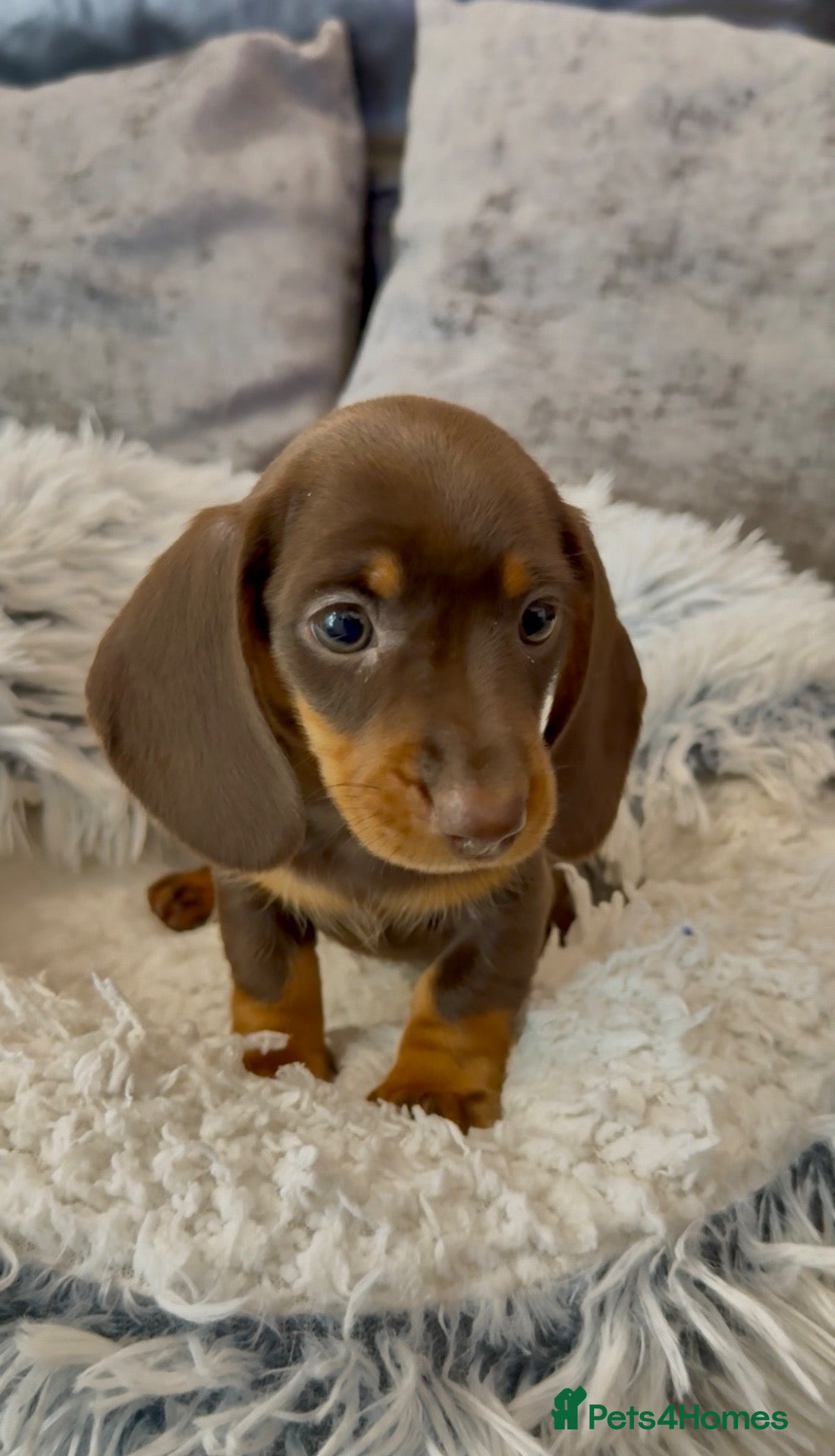 Miniature Dachshund dogs Ready now last Female 💕 miniature Dashound puppy  - Advert 2