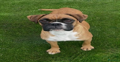 Boxer dogs - Advert 3